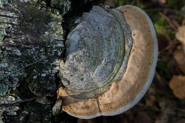 Fomitopsis pinicola, red belt conk on tree trunk