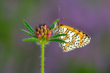 Macro shots, Beautiful nature scene. Closeup beautiful butterfly sitting on the flower in a summer garden.

