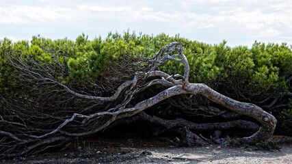 Arbre torturé par le vent