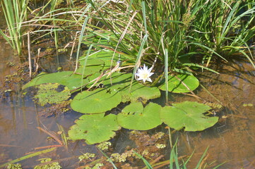 frog in the pond