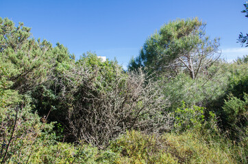 Macchia auf Sardinien