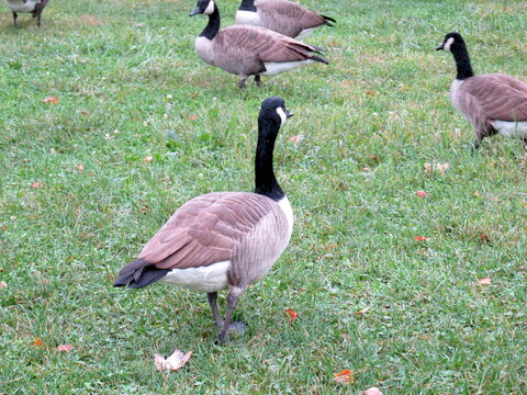 Duck In Flushing Meadows Corona Park Queens New York City