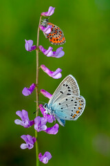 Macro shots, Beautiful nature scene. Closeup beautiful butterfly sitting on the flower in a summer garden.

