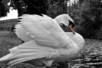 Beautiful Swan in Canal, Ireland