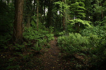 Green forest in the morning