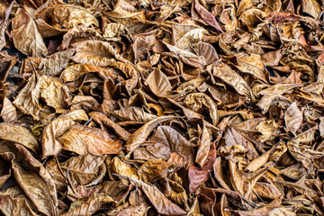 Folhas secas caldas no chão
