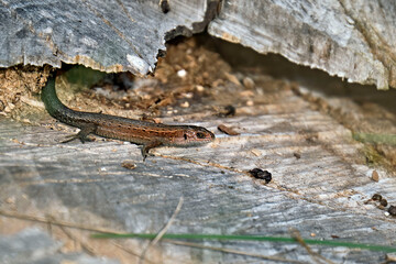 Waldeidechse ( Zootoca vivipara ).