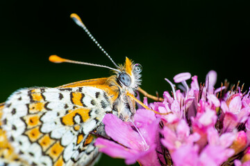 Macro shots, Beautiful nature scene. Closeup beautiful butterfly sitting on the flower in a summer garden.

