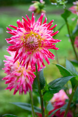 Bright pink danilia flower 