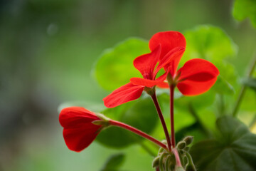 Red geranium flower with green background