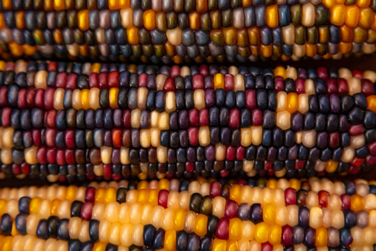 Native American Corn on a Wooden Background