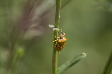 the bug on the stem
