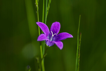 blue flower