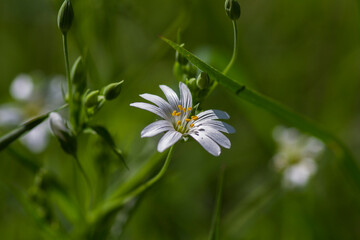 chamomile