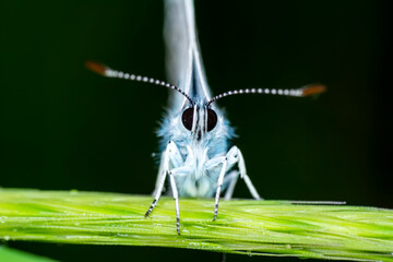 Macro shots, Beautiful nature scene. Closeup beautiful butterfly sitting on the flower in a summer garden.

