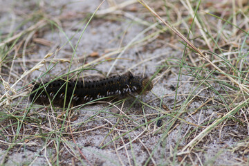 close-up of the caterpillar