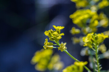yellow flower