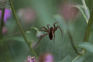 spider on a web