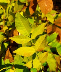 Autumn leaves, autumn, September