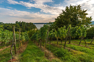 Fototapeta na wymiar Hiking path through the beautiful vineyards on Lake Constance near Uberlingen