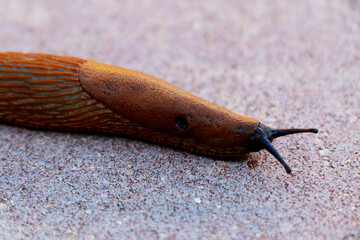 Macro of a big Spanish Slug ( Arion vulgaris )