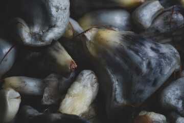 Huitlacoche corn edible fungus, traditional mexican dish