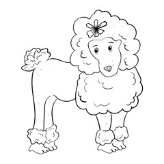 Poodle. Breed of dog. Illustration for any design. Monochrome illustration.