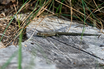 Waldeidechse ( Zootoca vivipara ).