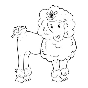 Poodle. Breed of dog. Illustration for any design. Monochrome illustration.