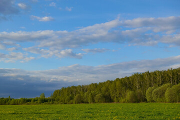Fototapeta na wymiar field of spring flowers and perfect sky
