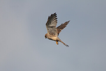 Turmfalke