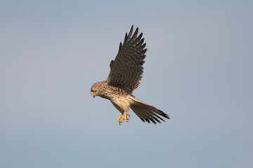 Obraz premium Turmfalke