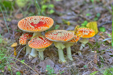 mushroom fly agaric in the forest