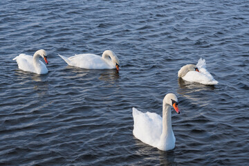 The mute swan (Cygnus olor). White swans on water in winter cold day swimming on river Dnipro in Ukraine.  Migration birds