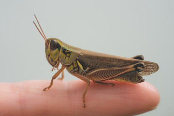 colorful Mexican grasshopper details