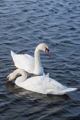 The mute swan (Cygnus olor). White swans on water in winter cold day swimming on river Dnipro in Ukraine.  Migration birds