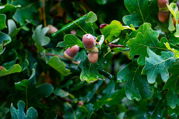 acorns hanging on a branch in a tree with a  beautiful and calm close up