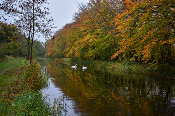 Beautiful Irish Swan in Canal