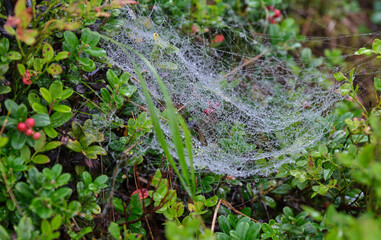 Dewy spider web on a bush
