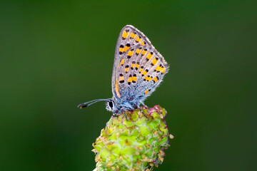 Macro shots, Beautiful nature scene. Closeup beautiful butterfly sitting on the flower in a summer garden.

