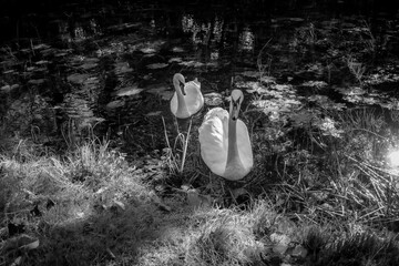 Beautiful Irish Swan in Canal