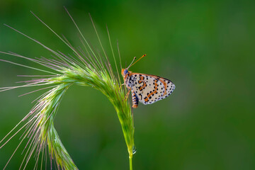 Macro shots, Beautiful nature scene. Closeup beautiful butterfly sitting on the flower in a summer garden.

