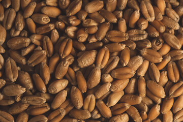 Macro close up of organic wheat seeds