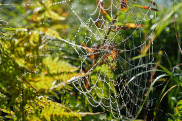 Dewy spider web in the morning