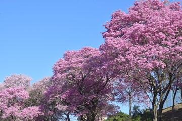 LAPACHOS, arboles de flores rosas