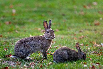 City bunny being alert while other is eating grass in Wolfsburg	