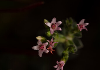 Macro close up of little pink succulent plant flowers,
