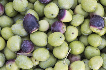 Olives of the Gordal variety are large fruits and green or reddish black color with a very pleasant taste to eat as a tapa