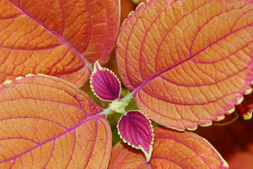 Obraz premium Close up of Rustic Orange Coleus leaves emerging