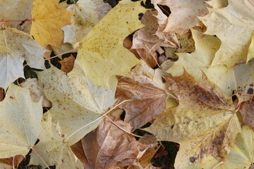 autumn leaves background